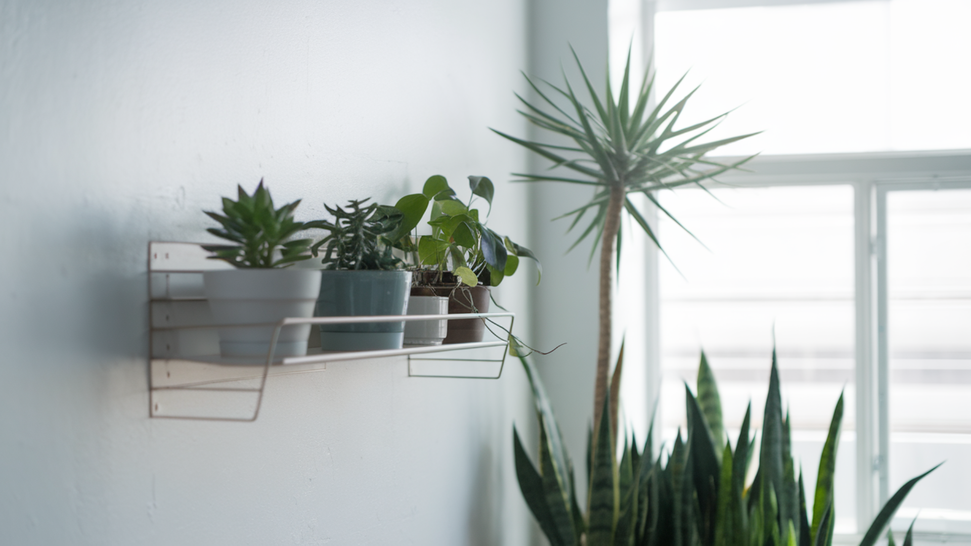 Add_a_Plant_Shelf