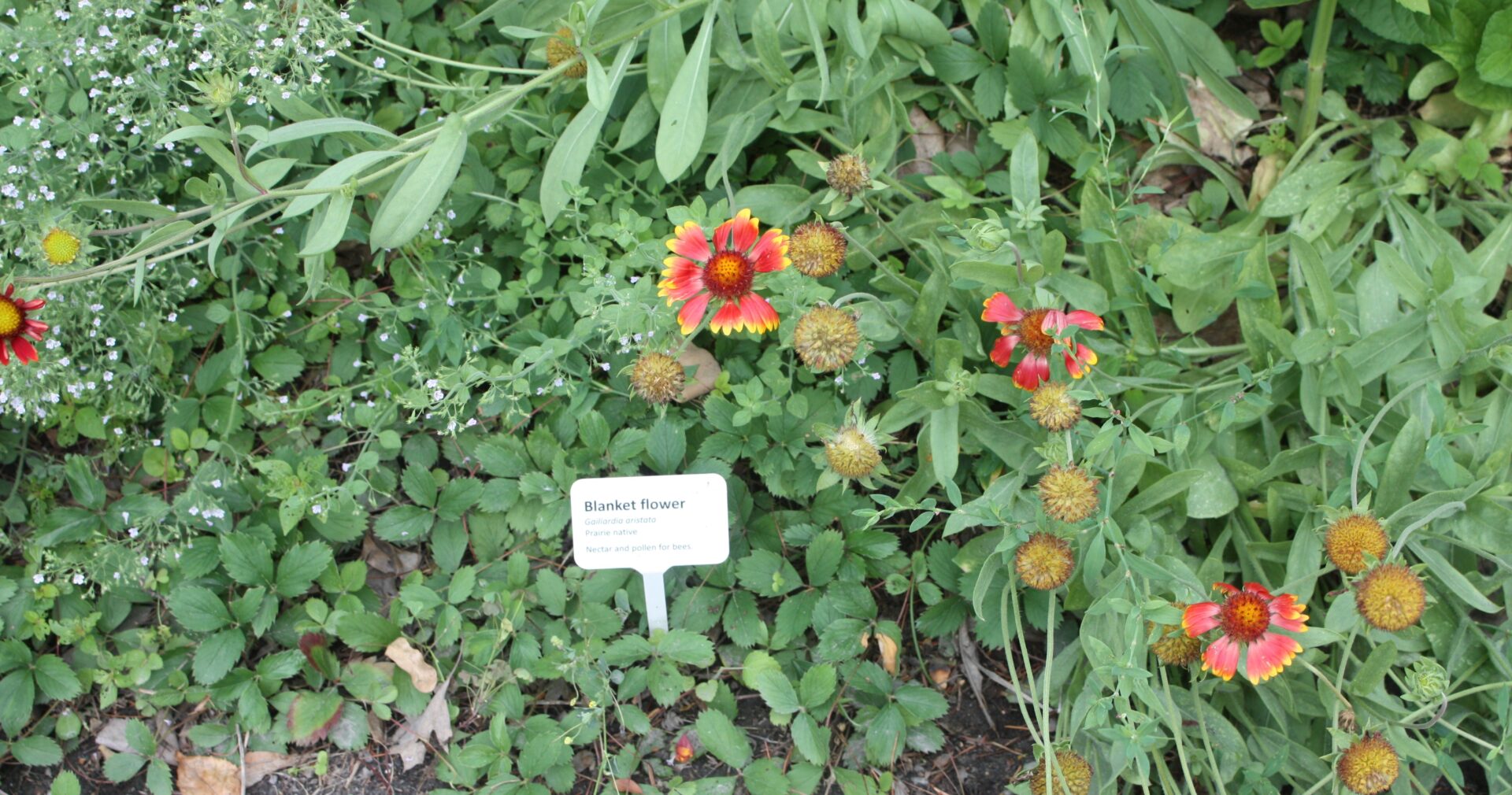 How to Make Creative DIY Plant Tags for Your Garden with a Laser