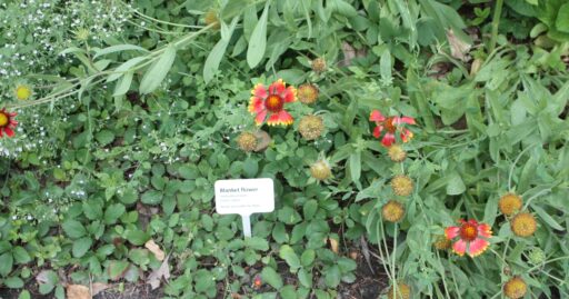 How to Make Creative DIY Plant Tags for Your Garden with a Laser