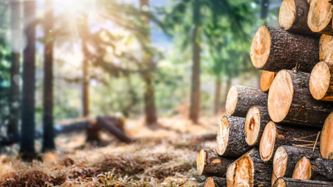 Why Timber Furniture is the Best Choice for Sustainable Living