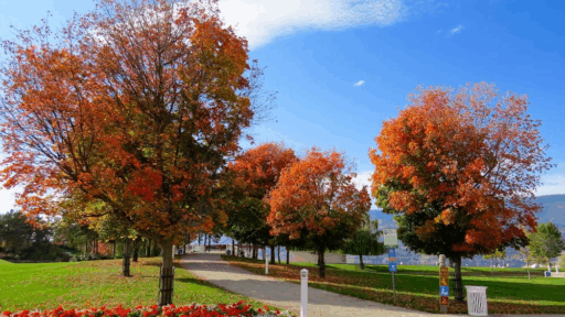 Rejuvenate Your Landscape Without Starting from Scratch