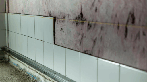 Common Mistakes to Avoid During the Mold Remediation Process Common Mistakes to Avoid During the Mold Remediation Process