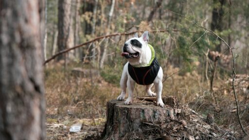 When and Why Your Dog Needs a Jacket: Expert Tips