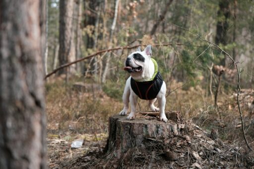 When and Why Your Dog Needs a Jacket: Expert Tips