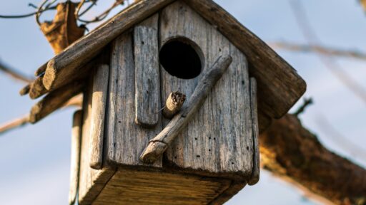 How Can You Create a Cozy Home for Your Feathered Friends?