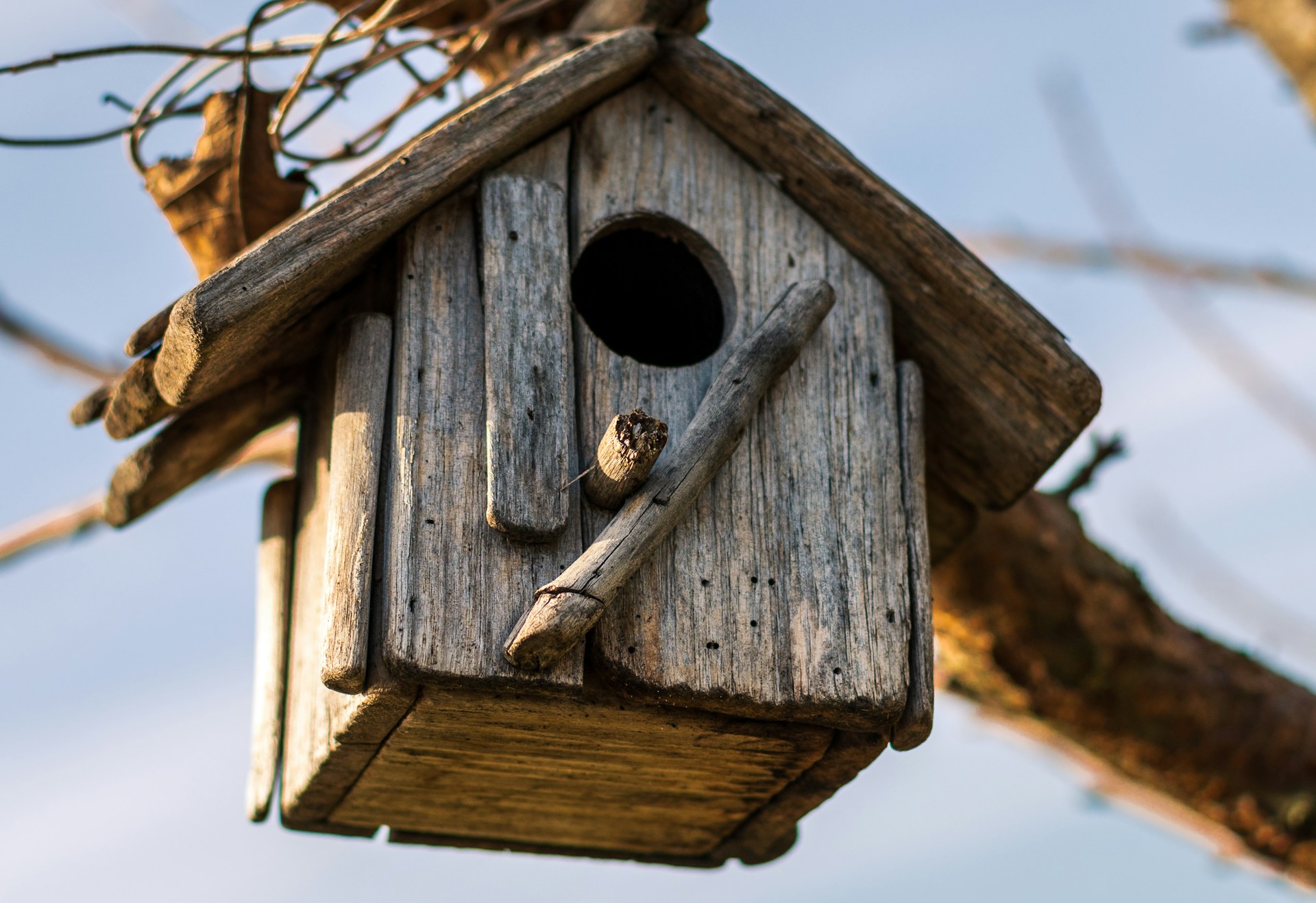 How Can You Create a Cozy Home for Your Feathered Friends?