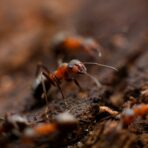 Top Benefits of Professional Home Pest Services