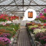 Greenhouse Gardening: How Hygrometers Boost Plant Growth