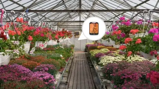 Greenhouse Gardening: How Hygrometers Boost Plant Growth