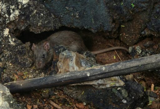 Effective Pest Control Solutions for a Safe Home