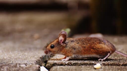 How to Prepare Your Home for Winter and Keep Pests Out