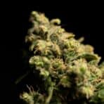 Top 5 Reasons Why Godfather OG Seeds Are Perfect for Experienced Growers