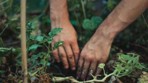 How to Choose the Perfect Planters for Your Garden