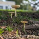 The Fascinating World of Mushroom Extracts: Nature’s Hidden Powerhouses