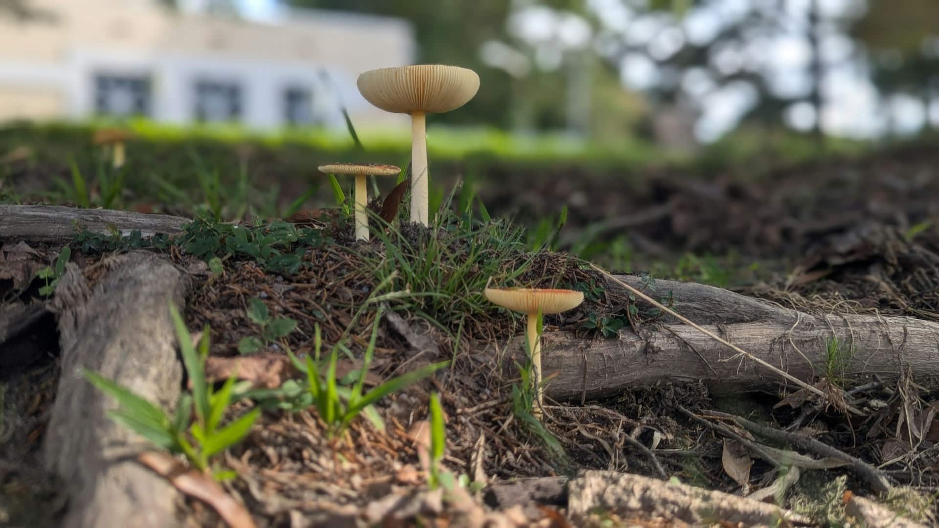 The Fascinating World of Mushroom Extracts: Nature’s Hidden Powerhouses