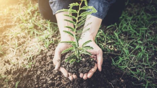 How to Choose the Best Gardening Supplies for Beginners