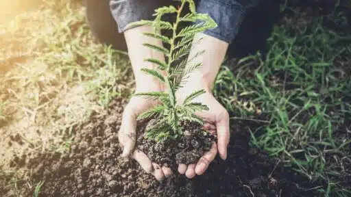 How to Choose the Best Gardening Supplies for Beginners