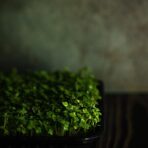 From Kitchen Counter to Salad Bowl: The Home Microgreen Setup That Every Busy Person Can Do