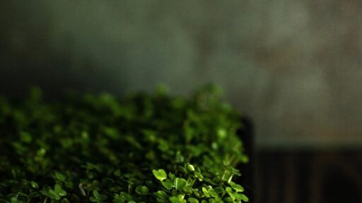 From Kitchen Counter to Salad Bowl: The Home Microgreen Setup That Every Busy Person Can Do