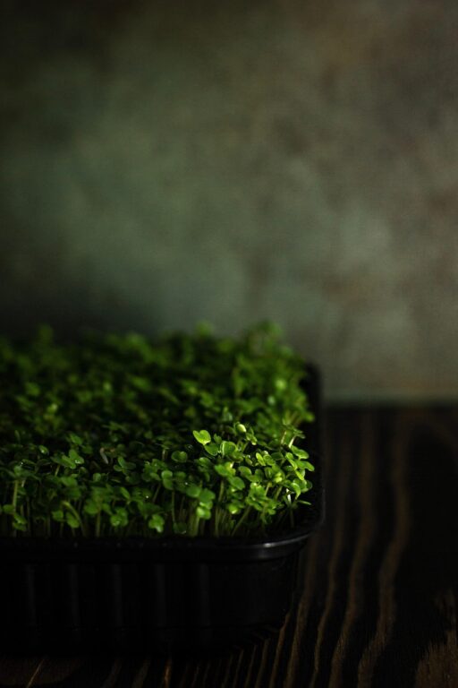From Kitchen Counter to Salad Bowl: The Home Microgreen Setup That Every Busy Person Can Do