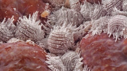 What Makes Mealybugs So Hard to Detect Early?