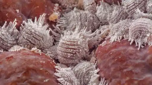 What Makes Mealybugs So Hard to Detect Early?