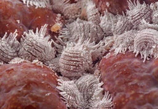What Makes Mealybugs So Hard to Detect Early?