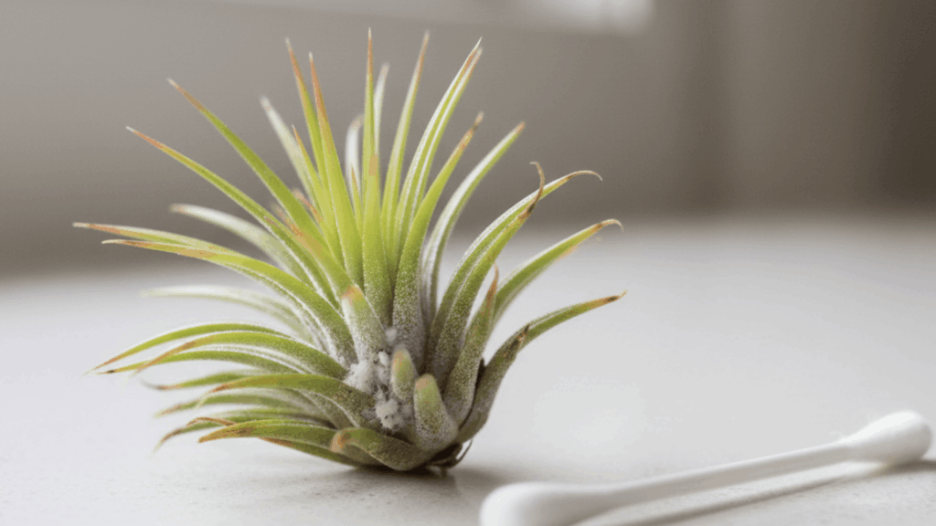 air plant pests