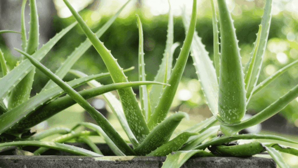 aloe vera plant indoor