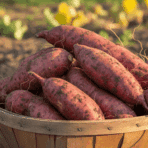 collected-sweet-potatoes