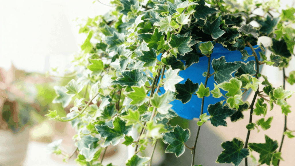 english ivy indoor plant