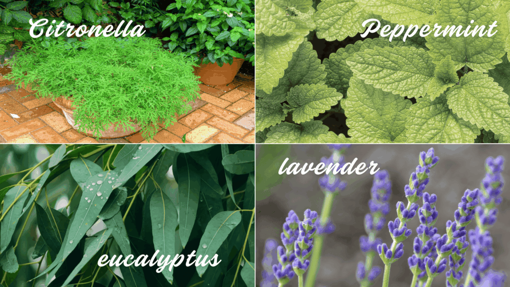 essential oils natural insect repellent