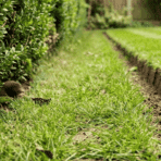 lawn vole vs mole damage