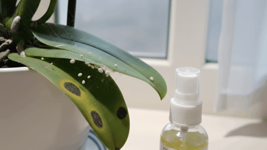 pests-on-orchid-plant