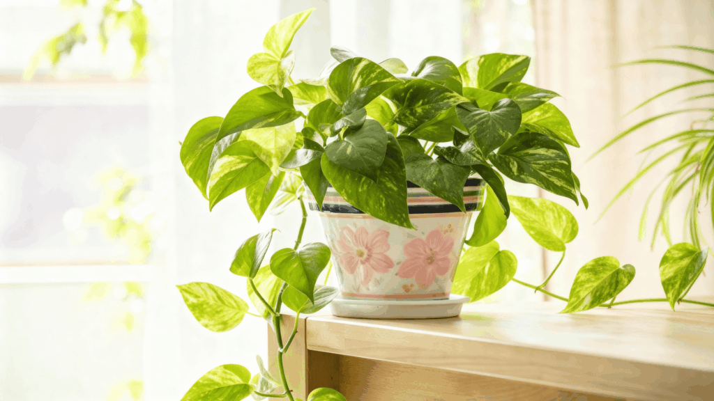 pothos plant for indoor