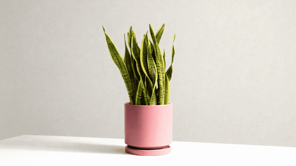 snake plant care indoo