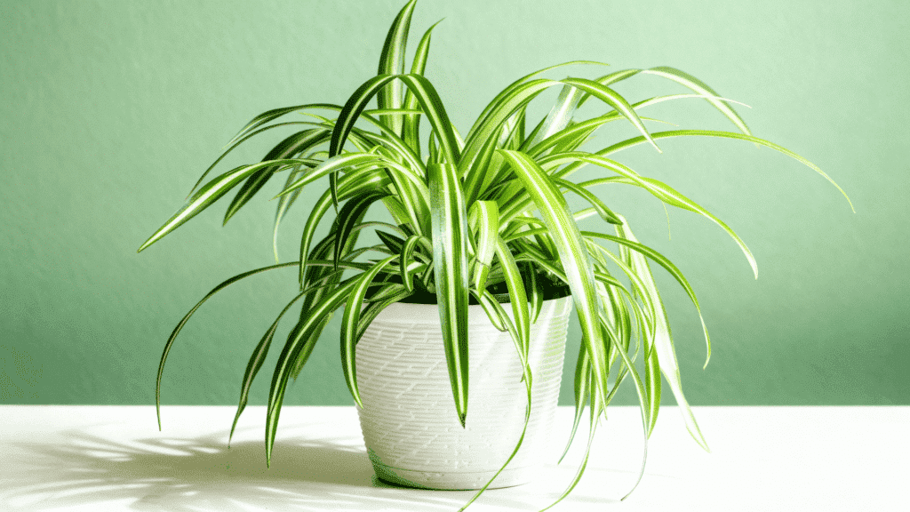 spider plant indoors