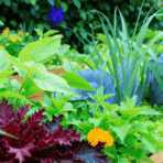 Vegetable garden companion planting