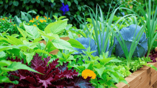Vegetable garden companion planting