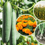 companion planting for cucumbers