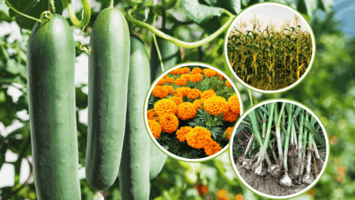 companion planting for cucumbers