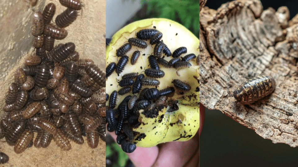 how to get rid of pill bugs