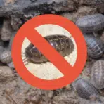 how to get rid of pill bugs
