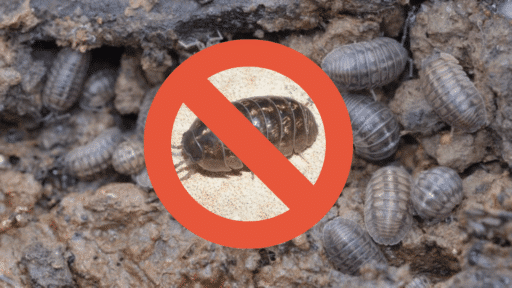 how to get rid of pill bugs