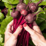 how to grow beets