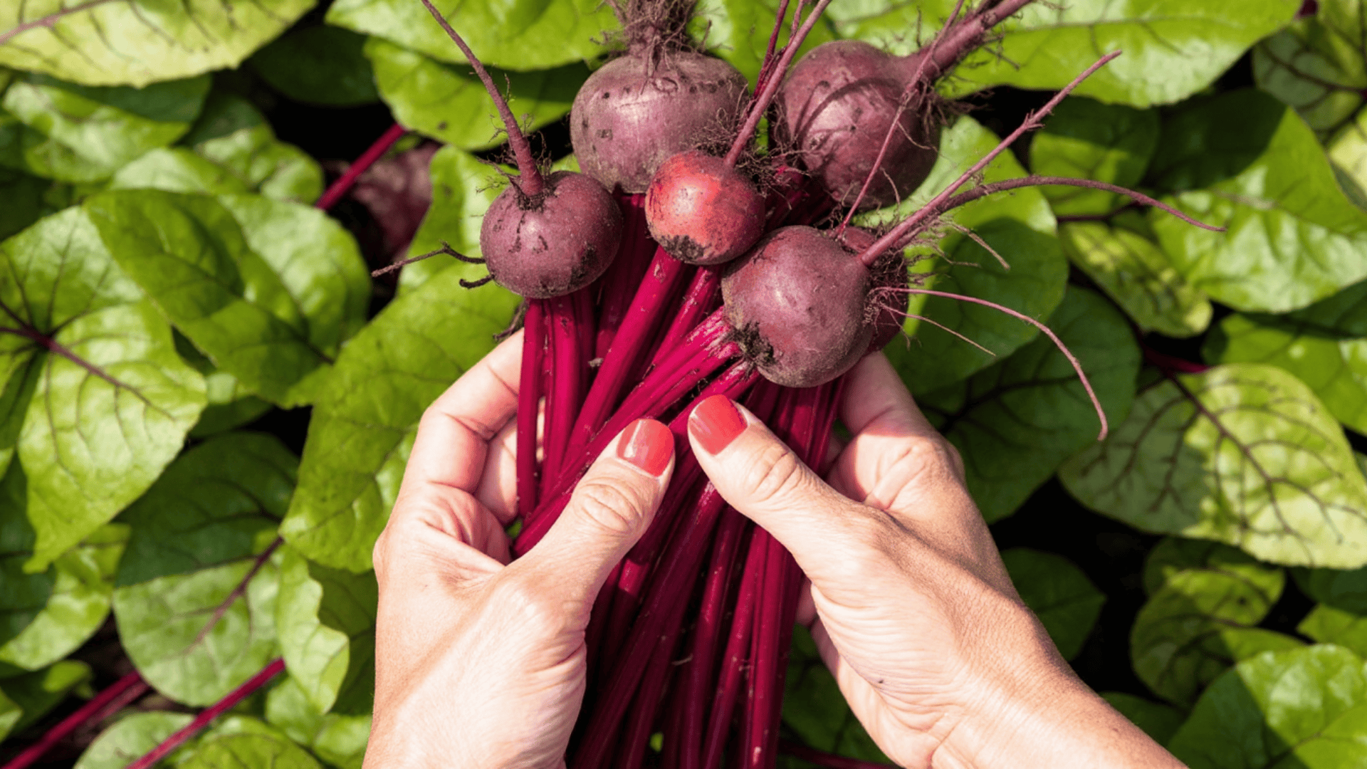how to grow beets