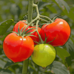 layout companion planting tomatoes