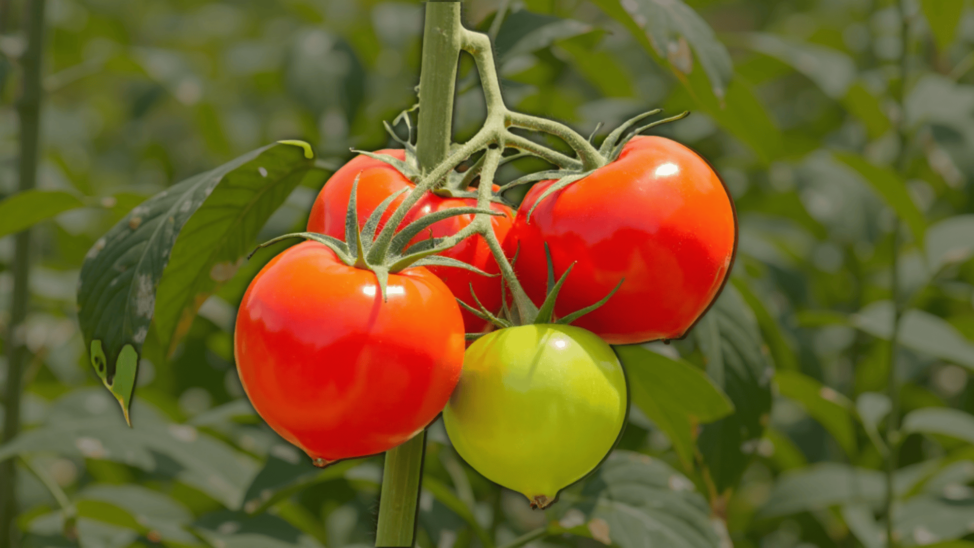 layout companion planting tomatoes
