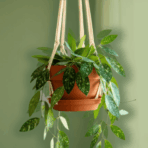 low light indoor hanging plants