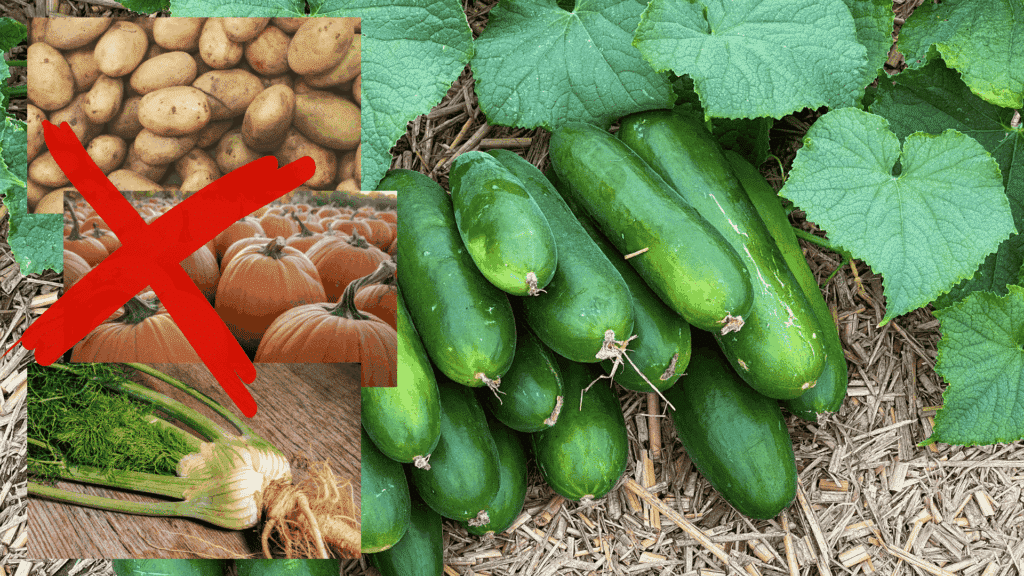 plants to avoid near cucumbers
